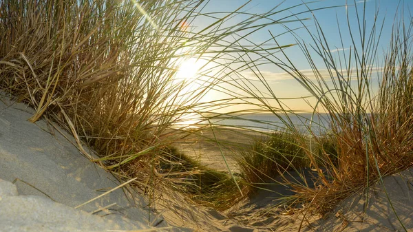 View through beach grass on a sand dune to the sea at sunset, on the North Sea coast in the Netherlands