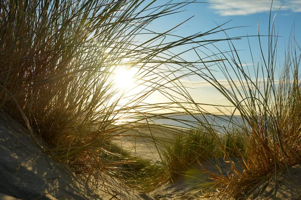 Vista Attraverso Erba Spiaggia Una Duna Sabbia Mare Tramonto Sulla — Foto Stock