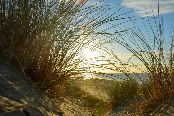 Vista Attraverso Erba Spiaggia Una Duna Sabbia Mare Tramonto Sulla — Foto Stock