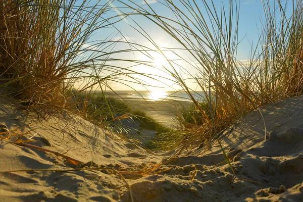 Vista Attraverso Erba Spiaggia Una Duna Sabbia Mare Tramonto Sulla — Foto Stock