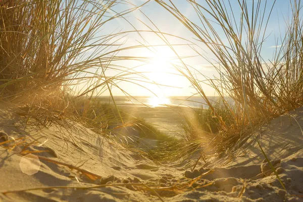 View through beach grass on a sand dune to the sea at sunset, on the North Sea coast in the Netherlands