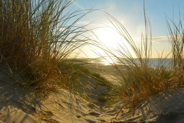 Gün batımında, Hollanda 'nın Kuzey Denizi kıyısındaki kumlu bir kumulda kumların arasından denize bak.