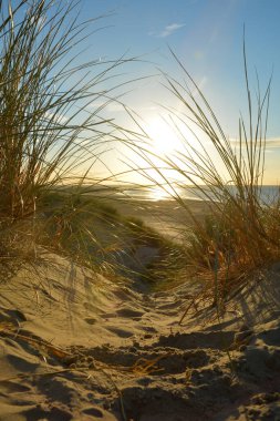 Gün batımında, Hollanda 'nın Kuzey Denizi kıyısındaki kumlu bir kumulda kumların arasından denize bak.
