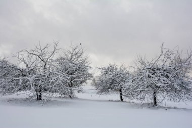 Winter landscape with a lot of snow, some trees and a sky