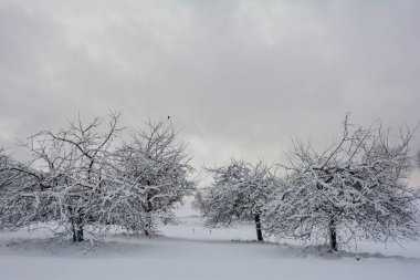 Winter landscape with a lot of snow, some trees and a sky