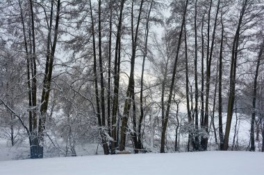 Wintertime  -  Trees and a lot of snow