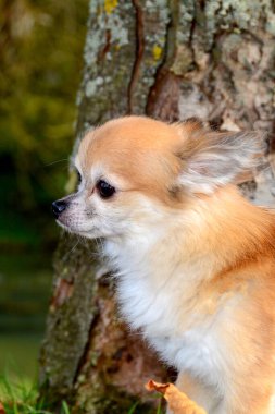 Bir ağacın kenarından Chihuahua portresi