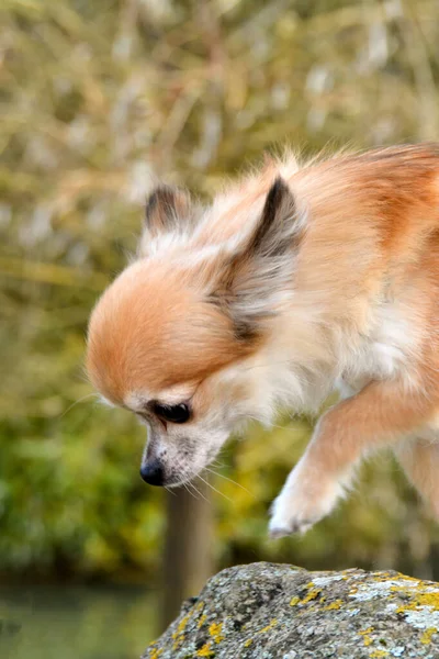 Słodki Pies Chihuahua Zewnątrz Przyrodzie — Zdjęcie stockowe