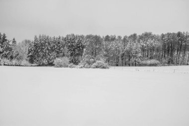 Winter landscape with a lot of snow and a row of trees and copy space