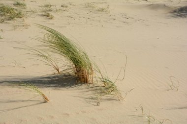 Tufts of dune grass in the sunlight, swaying in the wind on the sandy beach