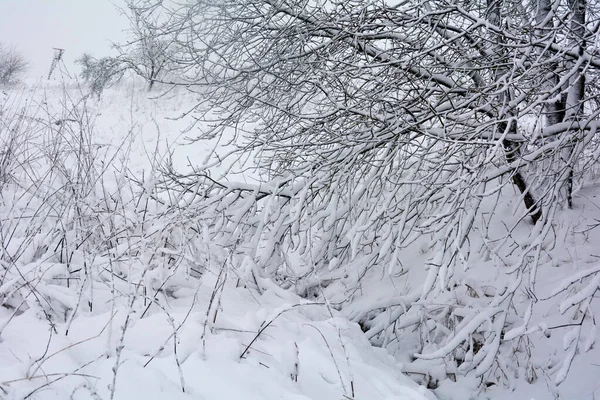 Ramos Uma Árvore Cheia Neve Durante Queda Neve — Fotografia de Stock
