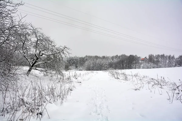 Winter Landscape Lot Snow Trees House Power Cord — Zdjęcie stockowe