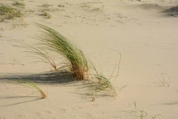 Tufts Dune Grass Sunlight Swaying Wind Sandy Beach — Foto Stock