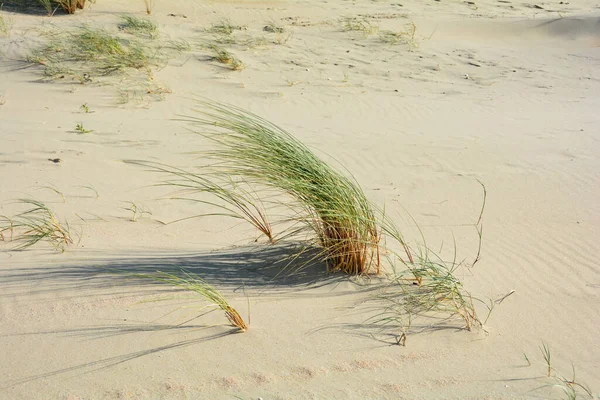 Tufts Dune Grass Sunlight Swaying Wind Sandy Beach — Foto Stock