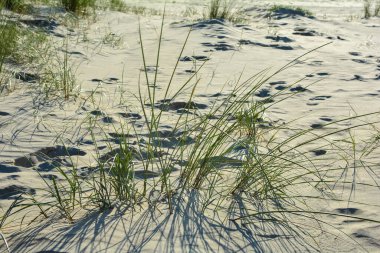 Dune grass in the sand on the beach  in sunlight