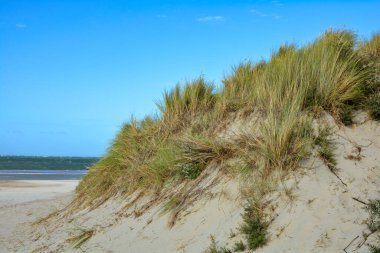 Beach oat in the sandy dunes on the North Sea coast  with blue sky