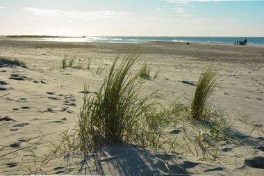 Green Dune grass in the sand on the beach in front of the sea