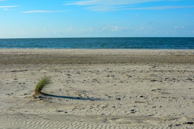 A small tuft of dune grass in the sunlight on an empty sandy beach by the sea with a sky