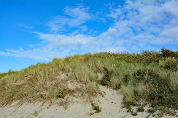 Beach Oat Sandy Dunes North Sea Coast Blue Sky — Fotografia de Stock