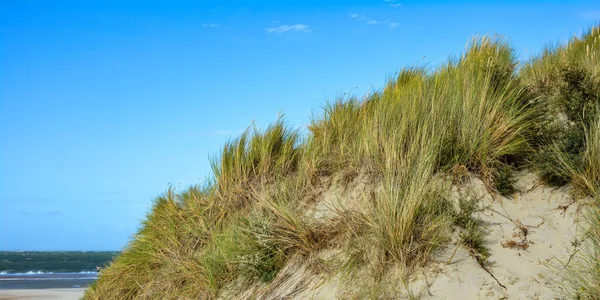 Beach Oat Sandy Dunes North Sea Coast Blue Sky — Foto Stock