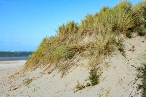 Beach Oat Sandy Dunes North Sea Coast Blue Sky — Foto Stock