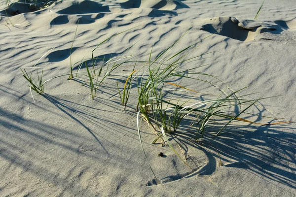 Дюна Трава Сонячному Світлі Піску Пляжі — стокове фото