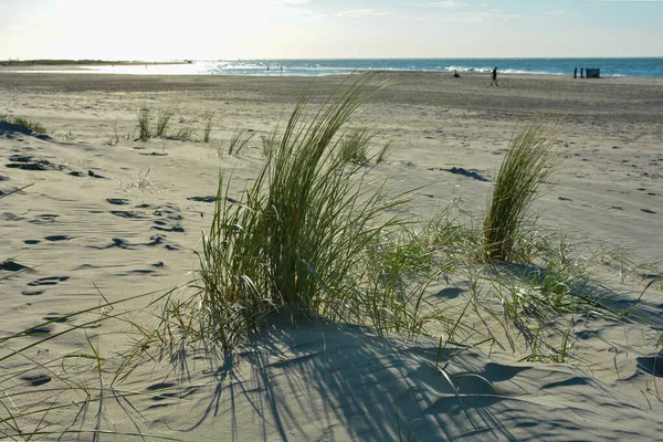 Verde Dune Hierba Arena Playa Frente Mar Imágenes de stock libres de derechos