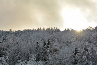 Ormanda gündoğumunda ağaçlar, karlı kış ve parlayan güneş