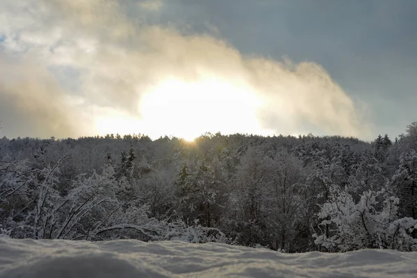 Drzewa Wschodzie Słońca Lesie Zima Śniegiem Świecącym Słońcem Spessart Bawaria — Zdjęcie stockowe