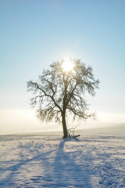 Spessart, Bavyera, Almanya 'da soğuk bir kış gününün ardında gün doğumu