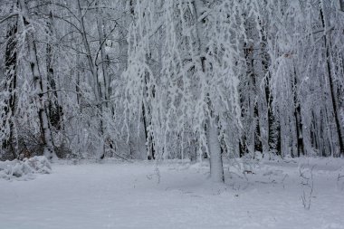 Ormandaki ağaçlar, Almanya, Bavyera 'da bol karlı kışlar.