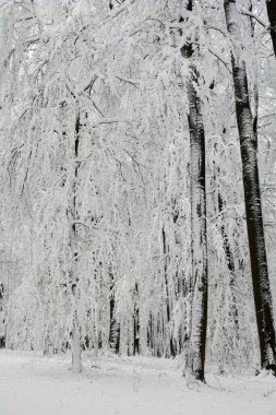 Kış mevsimi - Uzun boylu, beyaz ağaçlar, çok kar, Spessart, Bavyera, Almanya