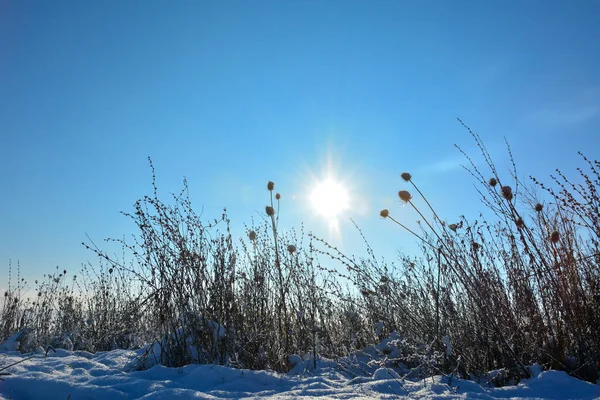 Sole Splende Dietro Erba Alta Inverno Con Sacco Neve Nella — Foto Stock