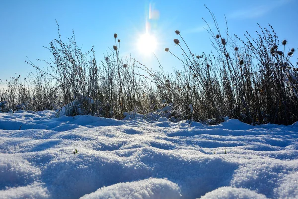 Kışın Doğada Bol Miktarda Karla Uzun Otların Arkasında Güneş Parlar — Stok fotoğraf