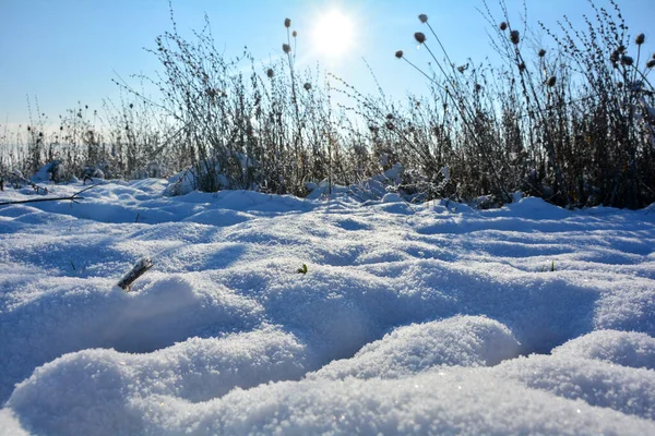 Sole Splende Dietro Erba Alta Inverno Con Sacco Neve Nella — Foto Stock