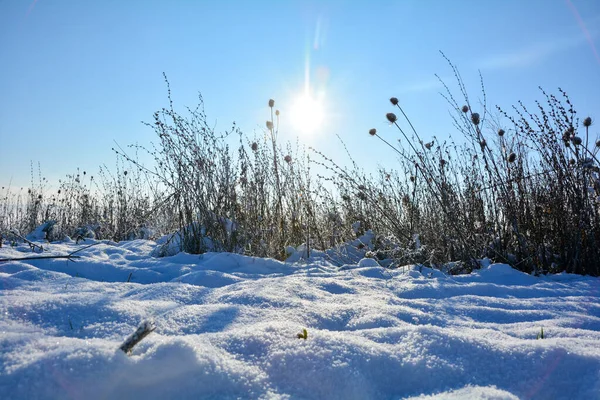 Sole Splende Dietro Erba Alta Inverno Con Sacco Neve Nella — Foto Stock