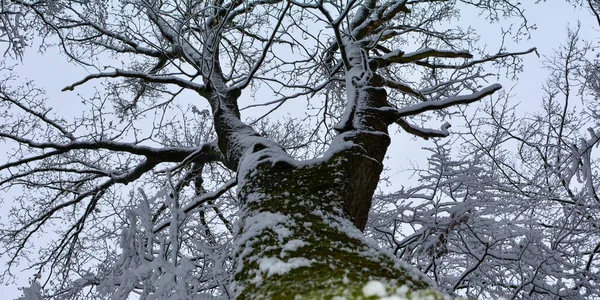 在冬天 看到树干长到有雪的树梢 — 图库照片