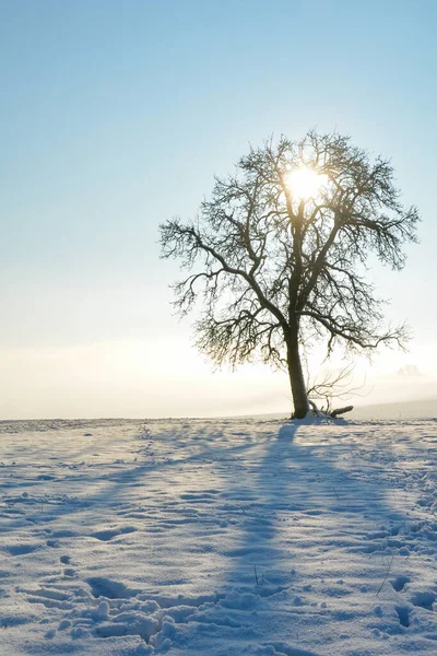 Spessart Bavyera Almanya Soğuk Bir Kış Gününün Ardında Gün Doğumu — Stok fotoğraf