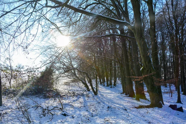 德国巴伐利亚斯皮萨特森林里的深雪 树后升起了日出 — 图库照片