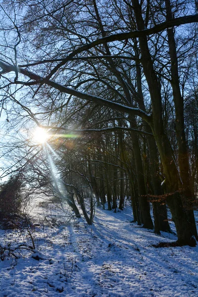 德国巴伐利亚斯皮萨特森林里的深雪 树后升起了日出 — 图库照片