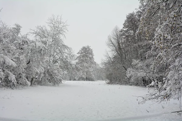 Wit Winterlandschap Bomen Met Veel Sneeuw Kopieerruimte — Stockfoto