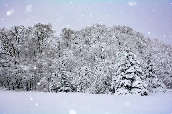 Bomen Het Bos Winter Met Sneeuw Sneeuw — Stockfoto