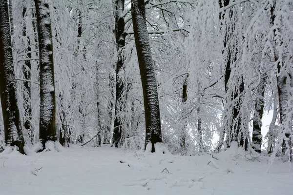 Bäume Wald Winter Mit Viel Schnee — Stockfoto