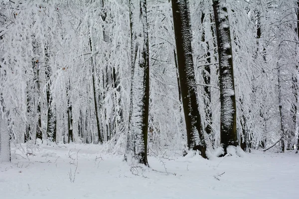 Bäume Wald Winter Mit Viel Schnee — Stockfoto