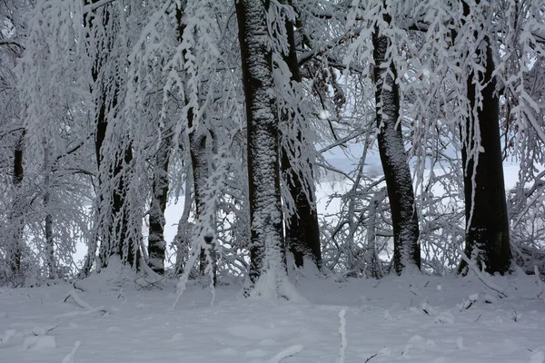 Árvores Floresta Inverno Com Muita Neve Baviera Alemanha — Fotografia de Stock