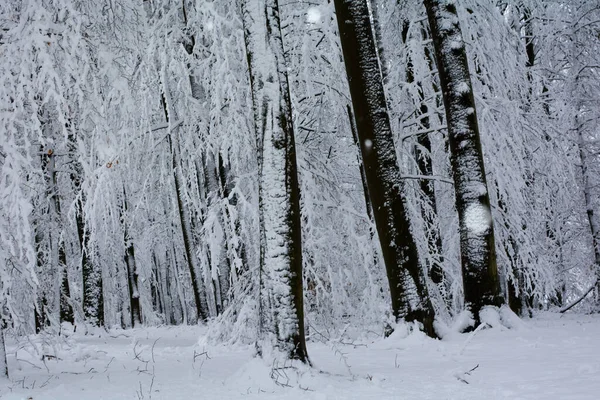 森林里的树 德国巴伐利亚下了很多雪 — 图库照片