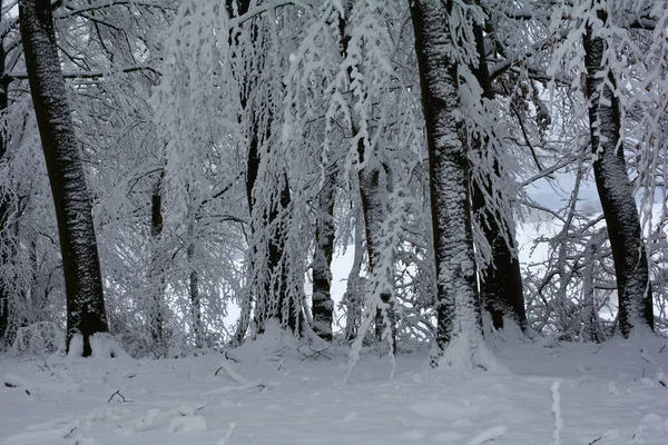 Bäume Wald Winter Mit Viel Schnee Bayern — Stockfoto
