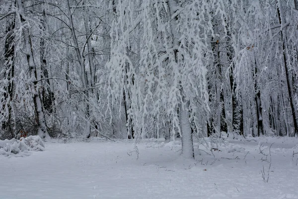 森林里的树 德国巴伐利亚下了很多雪 — 图库照片