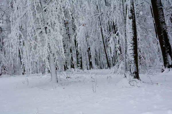 Árboles Bosque Invierno Con Mucha Nieve Baviera Alemania — Foto de Stock