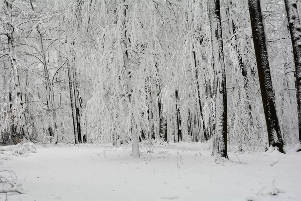 德国巴伐利亚斯皮萨特 白色的高大的黑树 — 图库照片